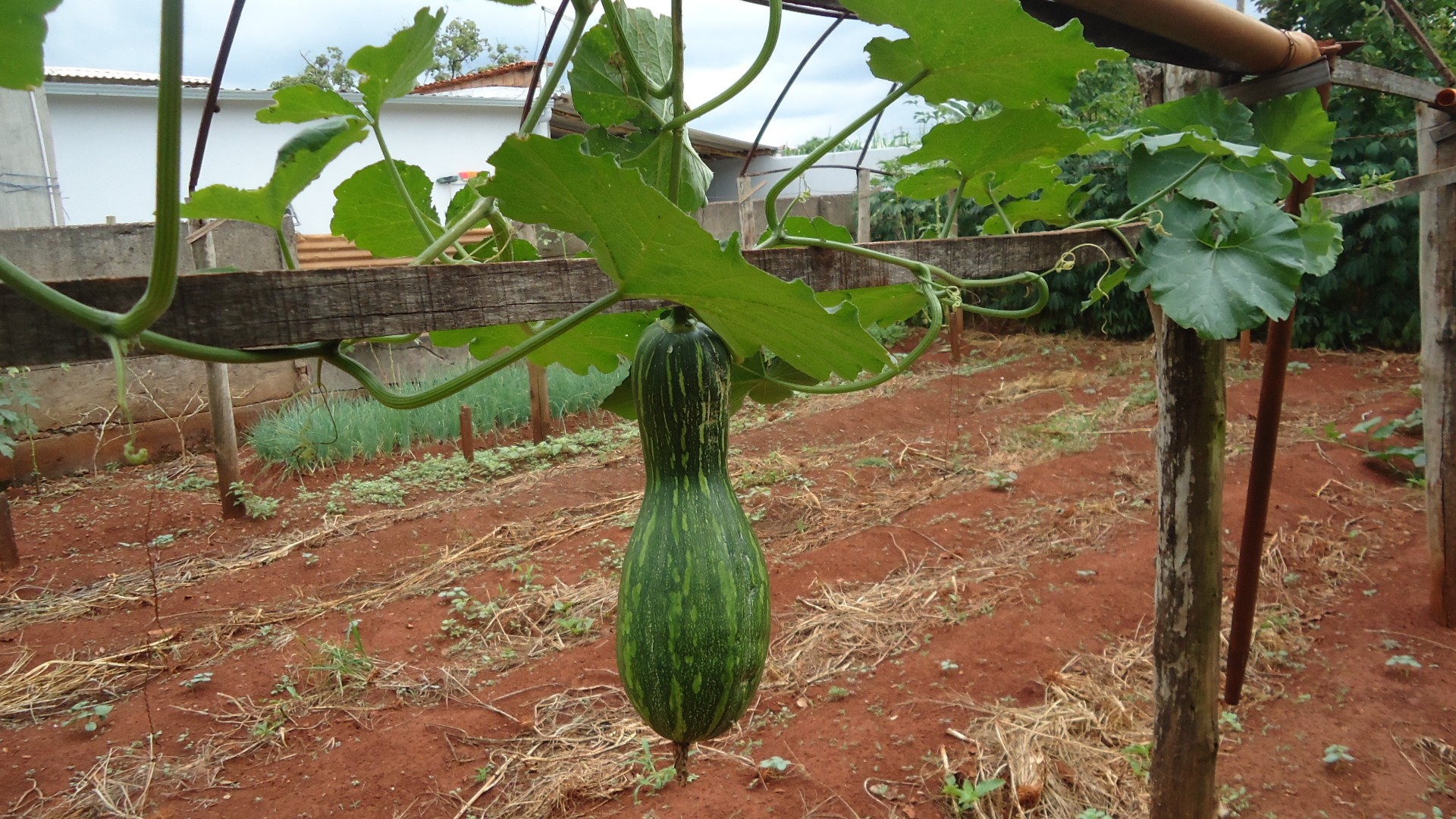 Legumes